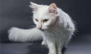 猫粮什么牌子好又便宜 猫粮什么牌子好又便宜